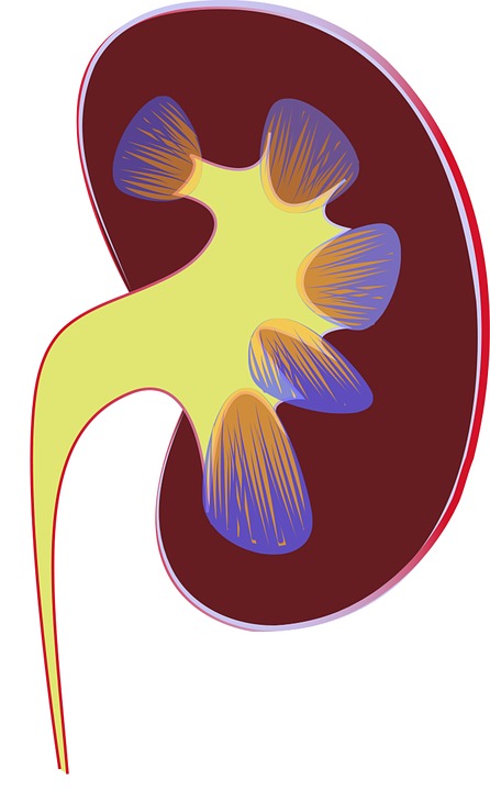 kidney-1710923_960_720.jpg