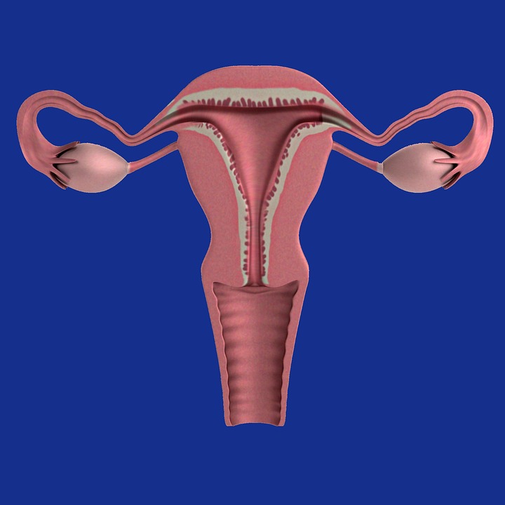 uterus-1089344_960_720.jpg