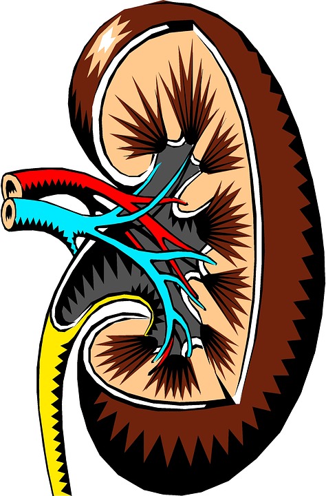kidney-2183443_960_720.jpg
