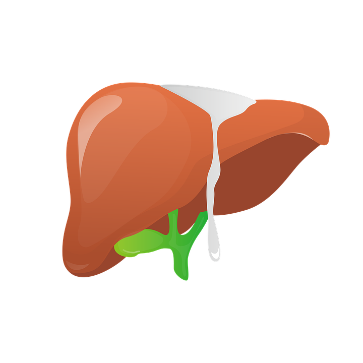 liver-6694036_960_720.png