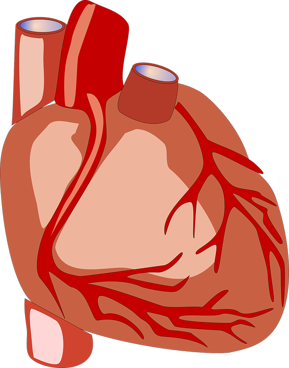 heart-2028154_960_720.png