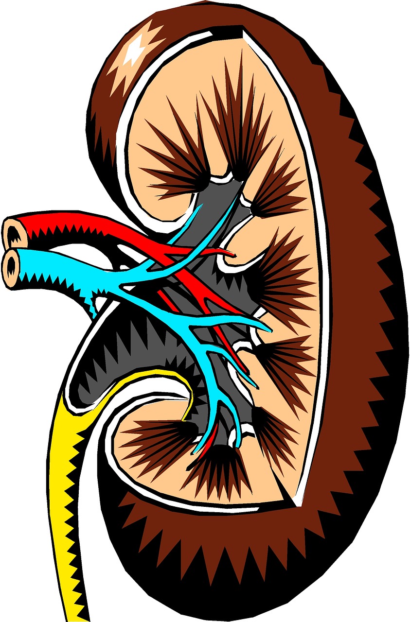 kidney-2183443_1280.jpg