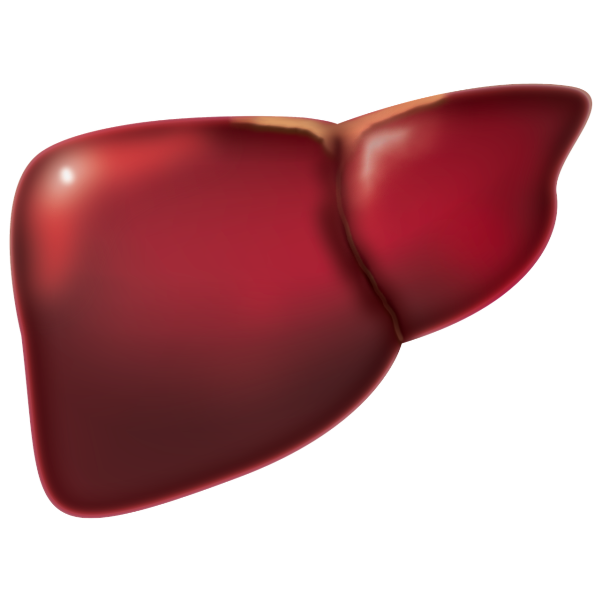 liver-4847972_1280-1200x1200.png