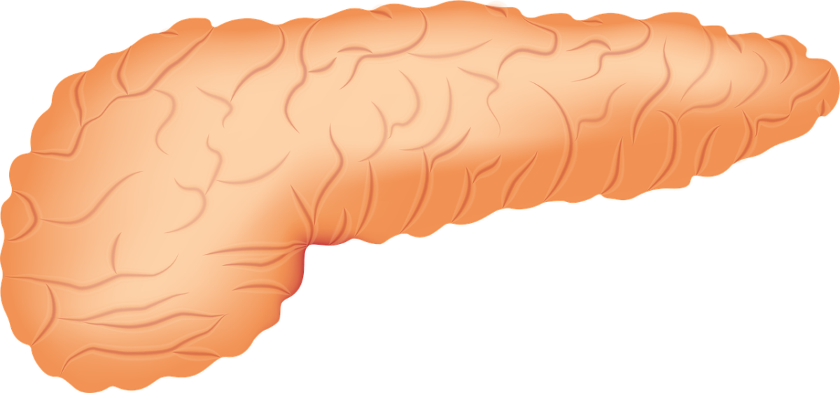 pancreas-2934621_1280-1200x562.png