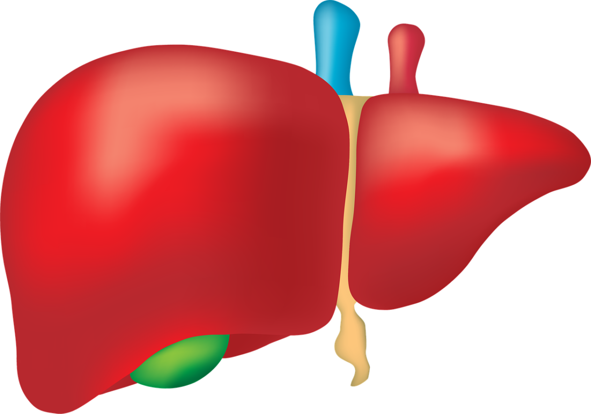 liver-2934612_1280-1200x841.png