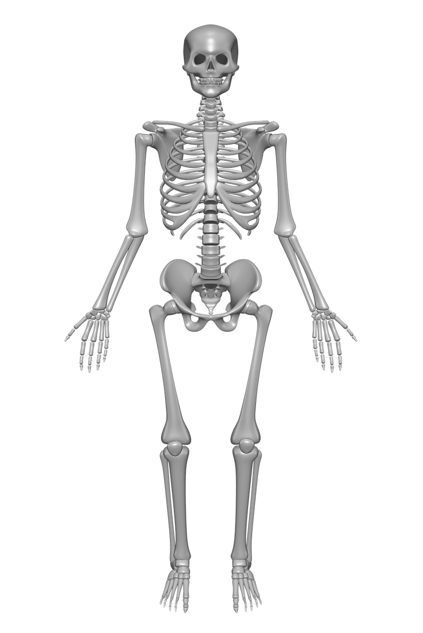 human-skeleton-1158318_1280.png