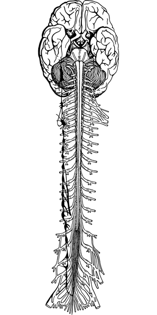 nervous-system-7485688_640.png